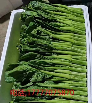 蔬菜泡沫箱厂家